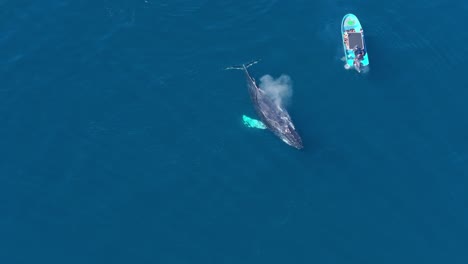 medium aerial birdseye view of a humpback whale swimming by a small bright blue boat in tropical waters while surfacing briefly to blow