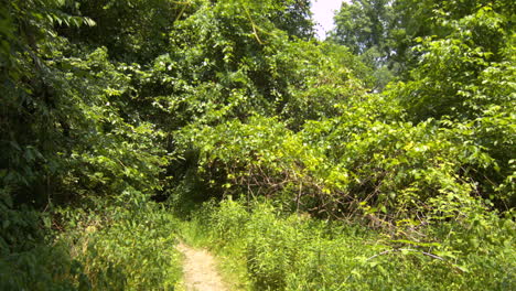 Hiking-on-a-trail-through-dense-forest-greenery-first-person-point-of-view