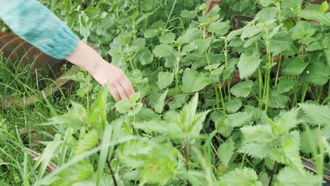 la mano de la mujer arranca ortiga fresca verde en el campo en verano