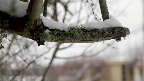 rama de árbol sin hojas de madera cubierta de nieve después de la ventisca durante el día nublado
