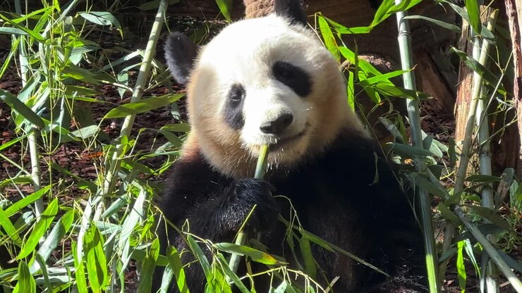 Panda rips parts of bamboo stem off with its teeth. Panda Research Centre, Chengdu, Sichuan, China
