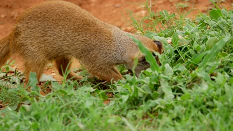 Gelber-Mungo-Auf-Safari,-Schnüffelt-Und-Findet-Etwas,-Gräbt,-Kommt-Aber-Zu-Kurz,-Ganz-Nah