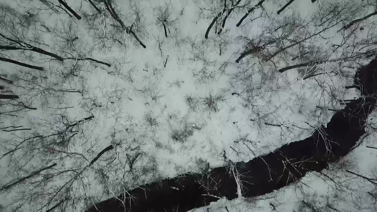 Riprese con drone di alberi