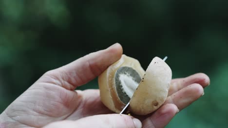 Closeup-of-hands-cutting-common-stinkhorn-mushroom-in-half,-reveals-to-camera,-wildpicking,-foraging,-off-grid-living,-food-sovereignty