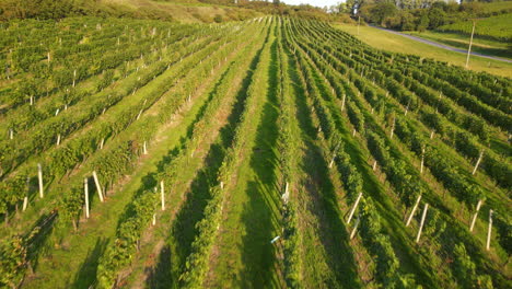 Aerial fly over view of a vineyard and surrounding hills with a farms in the background