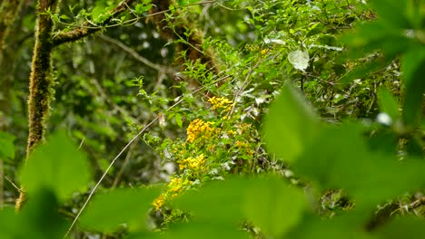 Tiny-cute-bird-hopping-around-in-beautiful-vibrant-green-foliage,-static