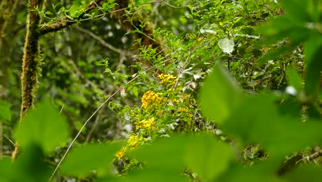 pequeño pájaro lindo saltando alrededor en un hermoso follaje verde vibrante, estático