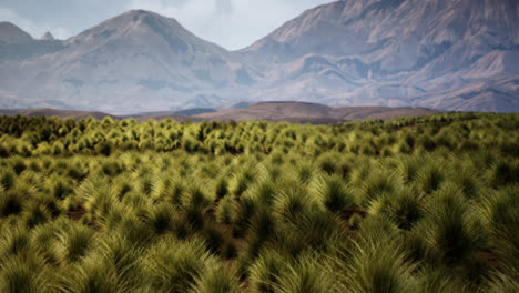 Mountainous Grassland Landscape