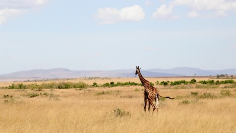 giraffe marching over golden fields in masai mara national park, kenya, africa