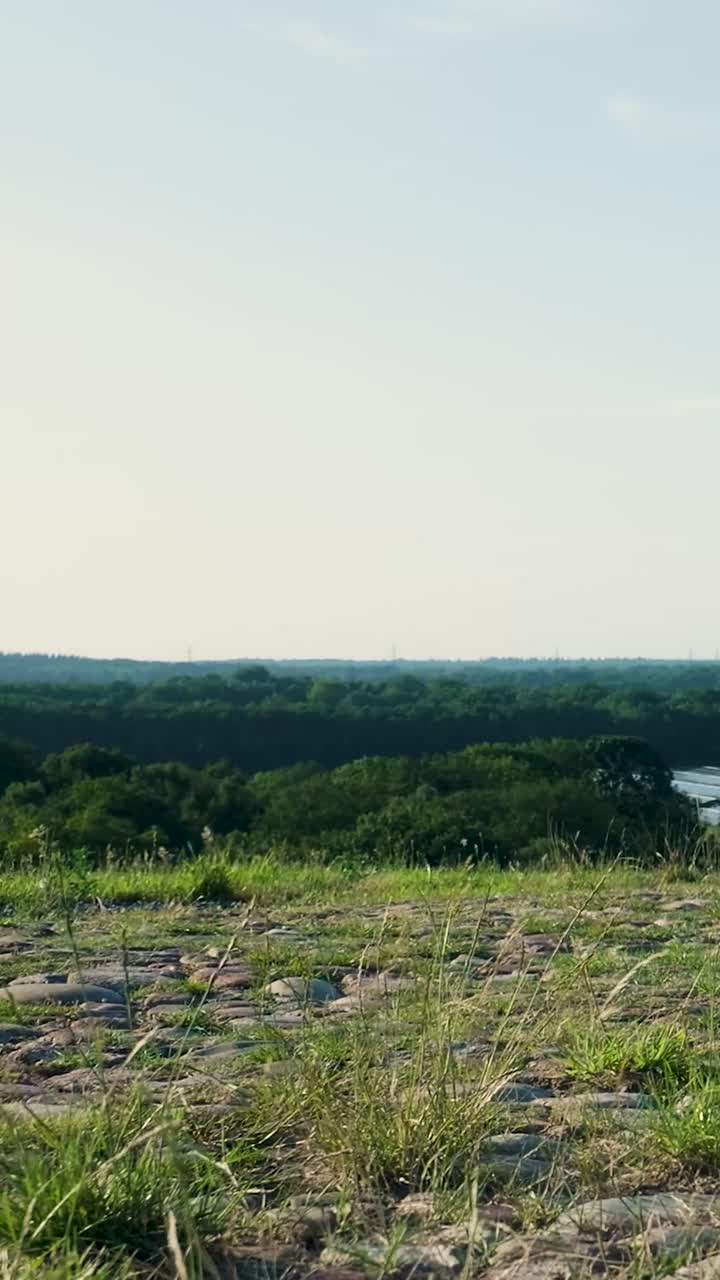 Panoramic View of a Lush Forest Landscape with Clear Sky