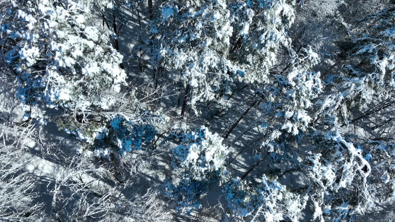 Una splendida ripresa cinematografica con drone che inquadra direttamente dall'alto una fitta foresta invernale con alberi sempreverdi pesantemente carichi di neve fresca e bianca in una giornata di sole.