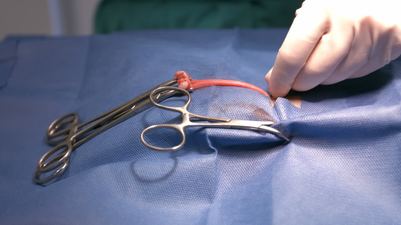 un veterinario que está cosiendo de nuevo a un animal