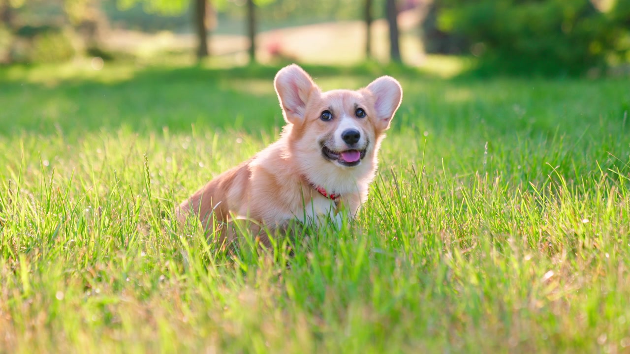 Lindo cachorro Corgi sentado en la hierba verde en un día soleado