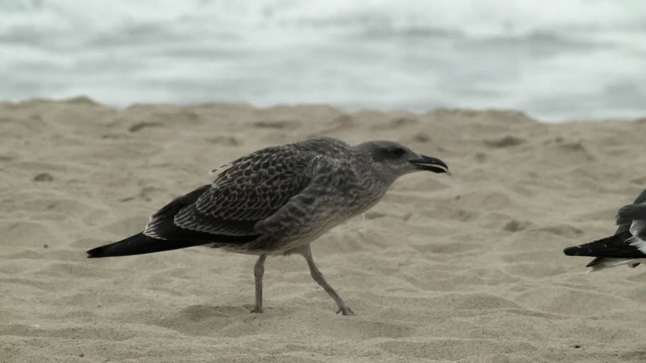 gaviota gris juvenil y aves marinas caminando en la playa de arena