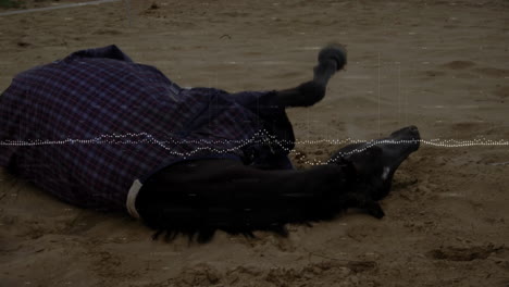 person lying on sandy beach wearing red-and-black plaid jacket beside seal pup in flat design