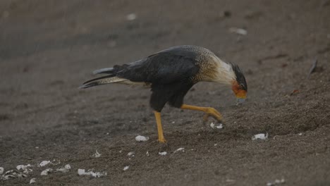 Crested-caracara-cheriway-bird-foraging-on-sandy-ground-at-dusk,-close-up