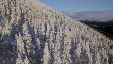 Snowy-winter-forest-during-sunrise-in-Norway