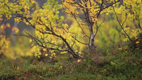 Zwergbirken-Mit-Leuchtend-Gelben-Blättern-In-Der-Norwegischen-Tundra
