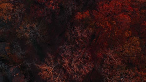 A-flyover-looking-straight-down-on-fall-foliage-at-Lake-Lanier-Islands-in-Georgia