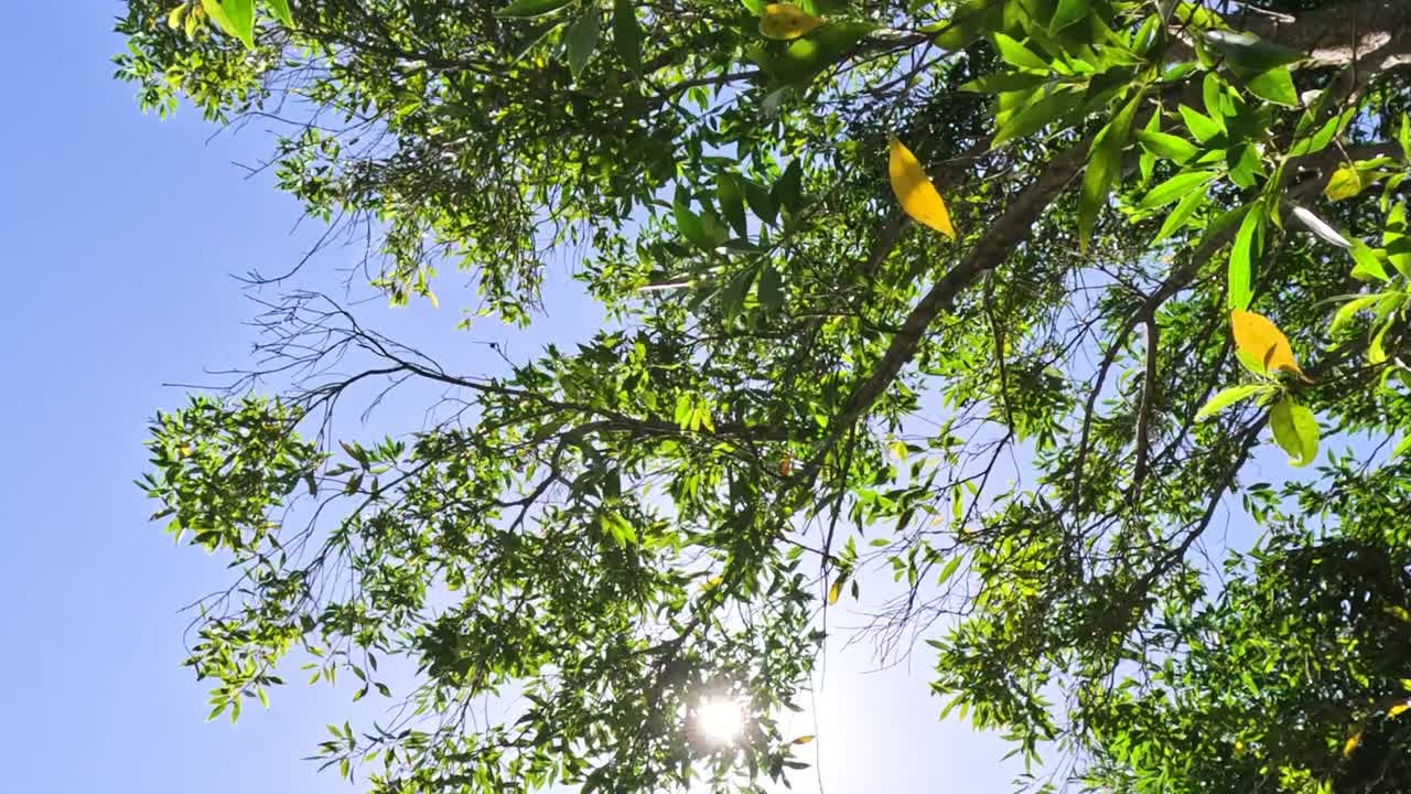 Bright sunlight shines through vibrant green leaves and branches against a clear blue sky.