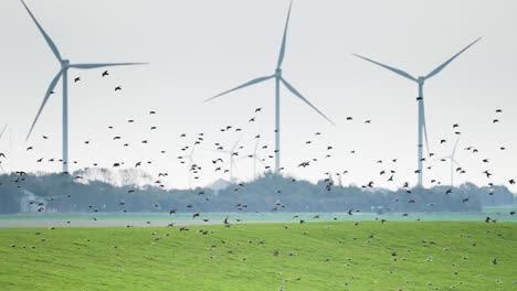 la belleza de la naturaleza se encuentra con el poder de la energía verde en una escena impresionante con aves y turbinas eólicas