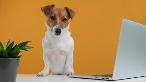 retrato de la raza de perro jack russell terrier de pie en la mesa con las patas delanteras en la tabla con portátil y flor en la olla. blogger de perros mira a la cámara en fondo amarillo. mascota