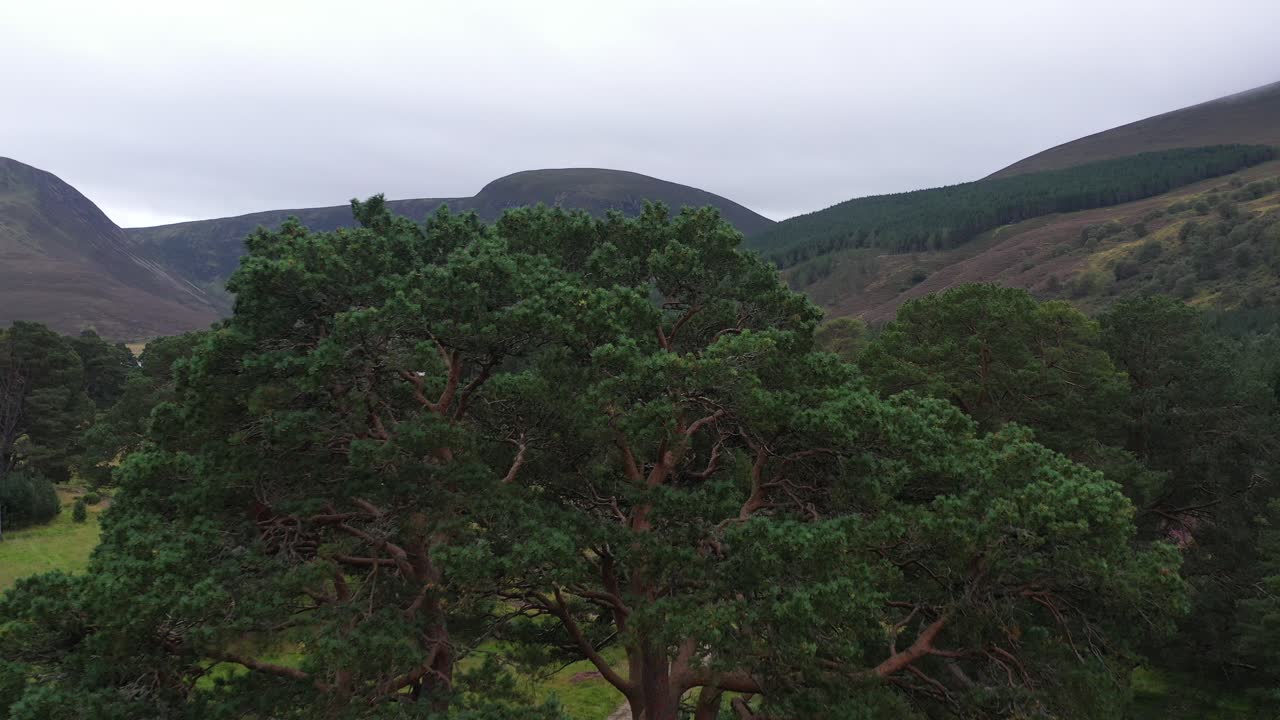 Sweeping drone reveal captures a lush Scottish glen covered in trees, a river winding through the valley and mountains rising in the background. Emphasizes natural beauty and wilderness.