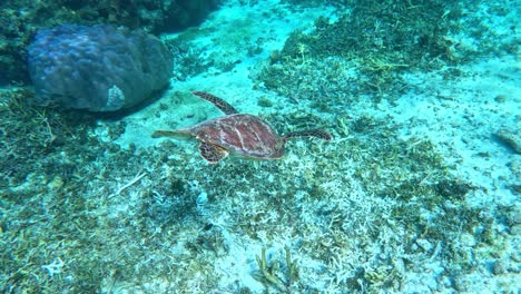 a sea turtle diving down into after surfacing for a breah - underwater shot