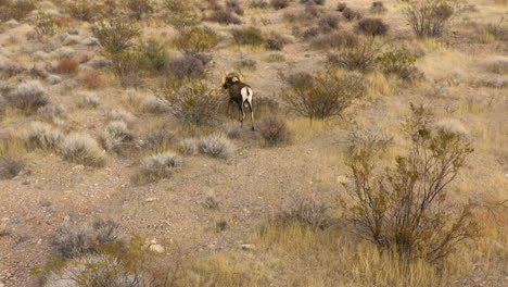 drone follows bighorn sheep feeding in natural dry desert of nevada valley of fire natural park