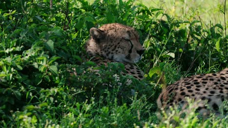 cheetah's sleeping in the jungle