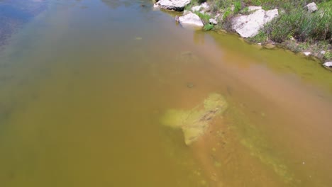 Imágenes-Aéreas-De-Una-Carpa-Nadando-En-Un-Banco-De-Arena-En-El-Río-Pedernales