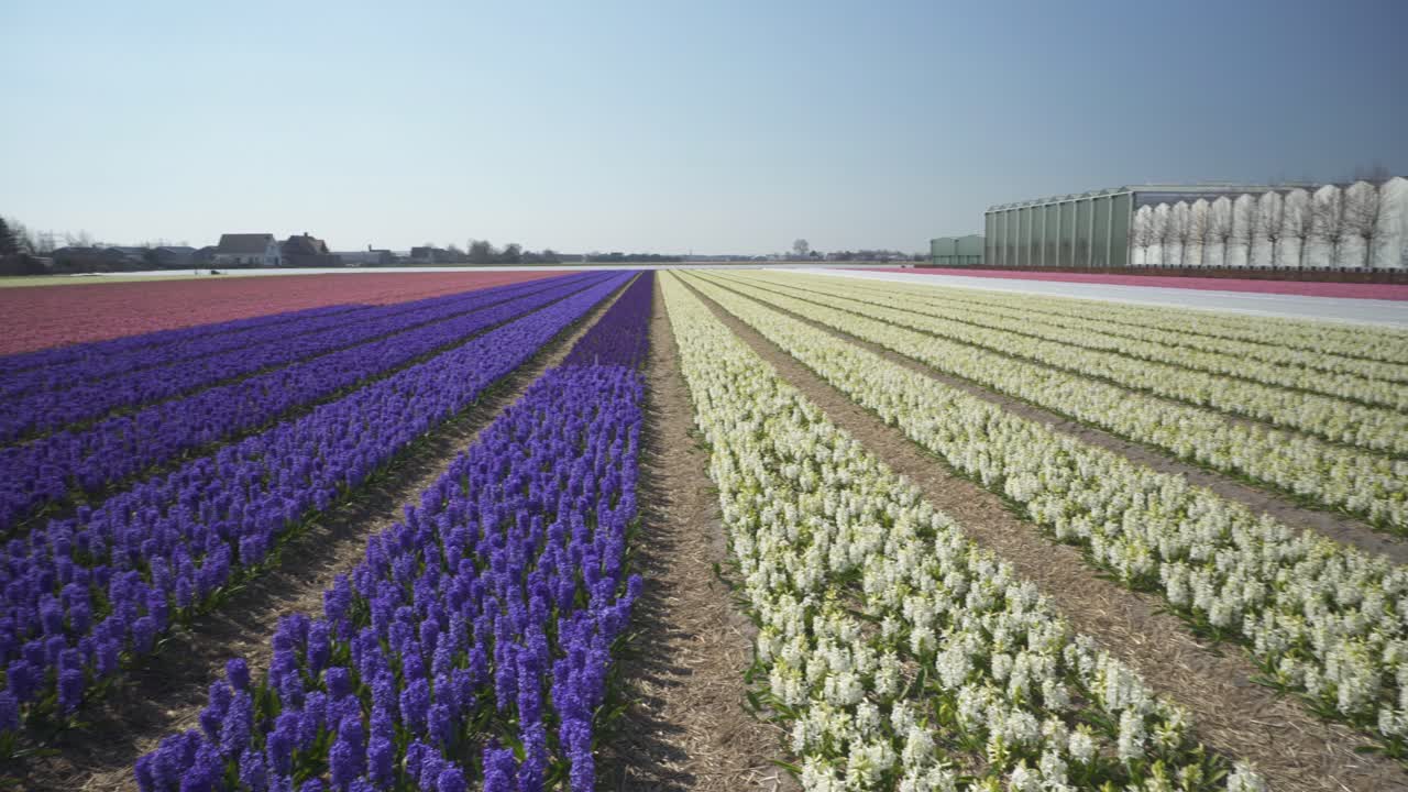 mirando a través de filas de coloridos campos de flores de jacinto en la primavera