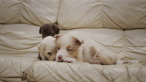 Funny-puppies-play-on-the-couch.-Two-small-puppies-want-to-play-with-an-older-puppy