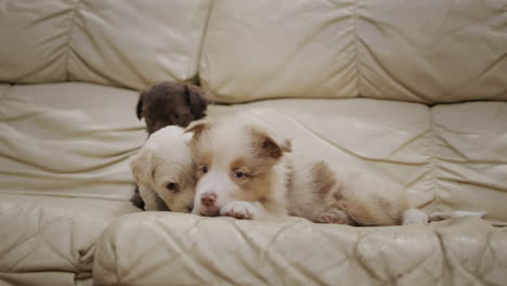 dos cachorros pequeños quieren jugar con un cachorro mayor