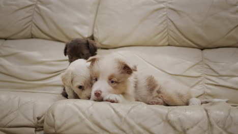 funny puppies play on the couch. two small puppies want to play with an older puppy