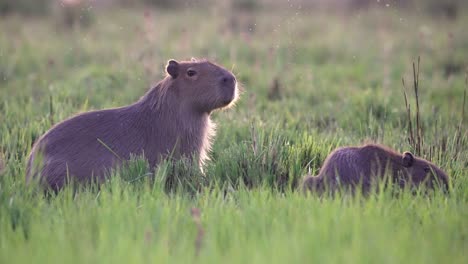 static shot of mother and young capybara resting and grazing in wetland grass, ibera park, argentina.