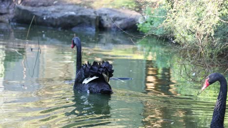 dos cisnes negros nadando en un estanque