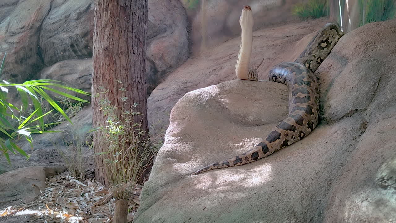 Un enorme pitone birmano riposa su una roccia in un terrario, alzando lentamente la testa per guardarsi intorno. Ideale per documentari sulla fauna selvatica e contenuti educativi.