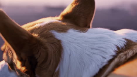 close-up of dog fur