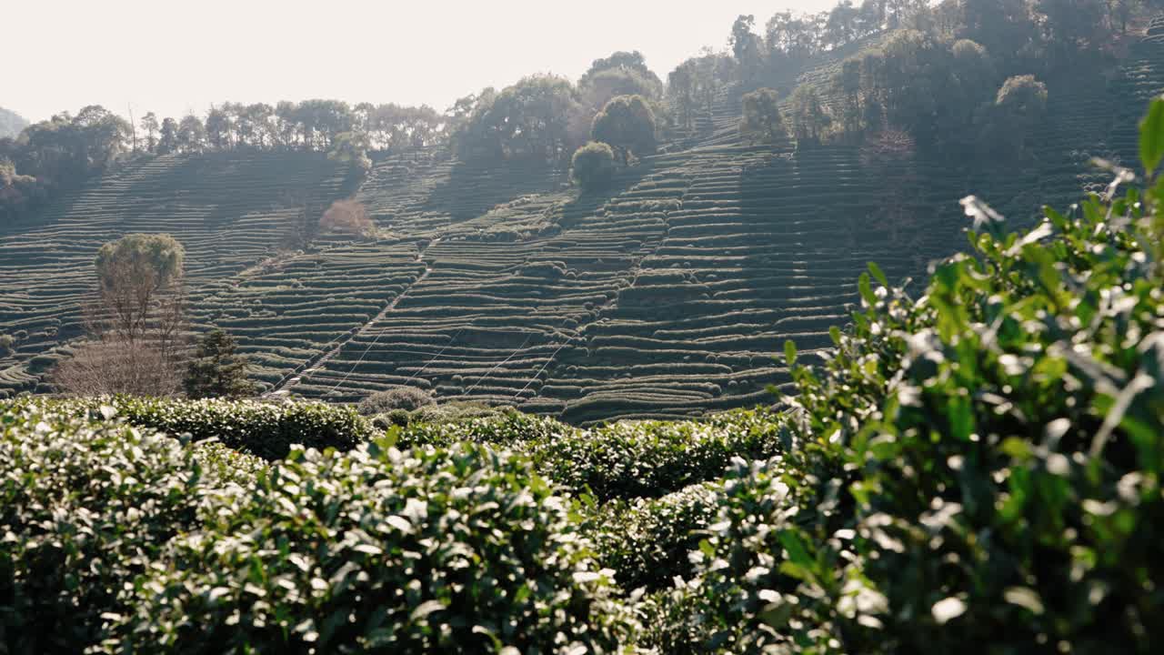Longjing tea bushes in focus with blurred terraces on Hangzhou hillsides in Zhejiang, China
