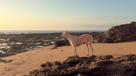 un canino blanco se encuentra en un paisaje costero áspero, mientras el sol de la tarde de ángulo bajo crea un resplandor atmosférico