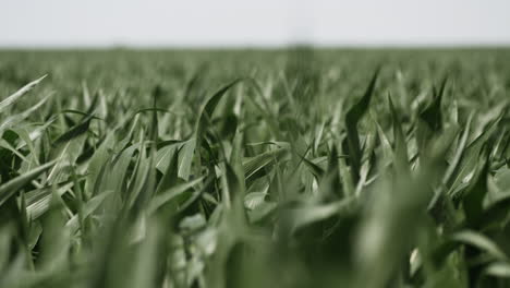 maíz, campo de maíz, crecer, creciente, verano, tallo, verdes, paisajes, agricultura, granjas, granjero, plantas, plantación, orgánico
