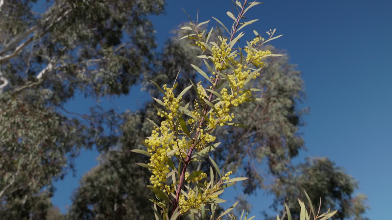 Smooth zoom out from a branch of golden wattle blossoms against a natural backdrop