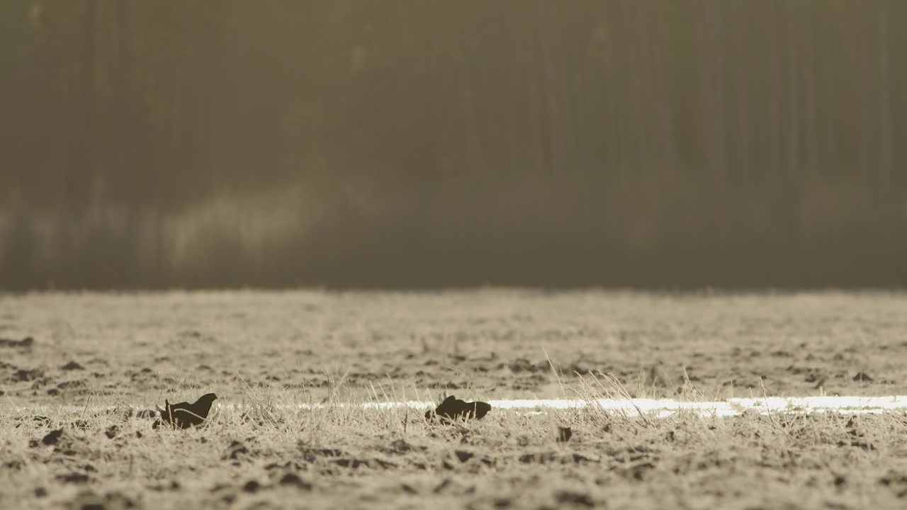 이른 아침에 검은 뇌조 렉