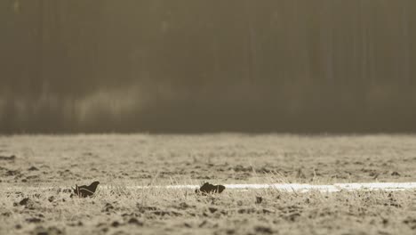 Black-grouse-lek-in-early-morning