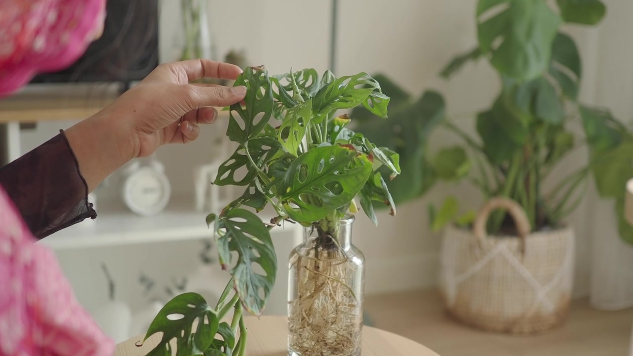 Persona che tocca delicatamente le foglie di una pianta di Monstera in vaso