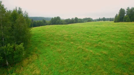 flying over a beautiful flower meadow during a summer evening