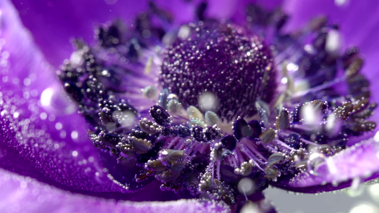 Nærbillede af en lilla anemonblomst med vanddråber