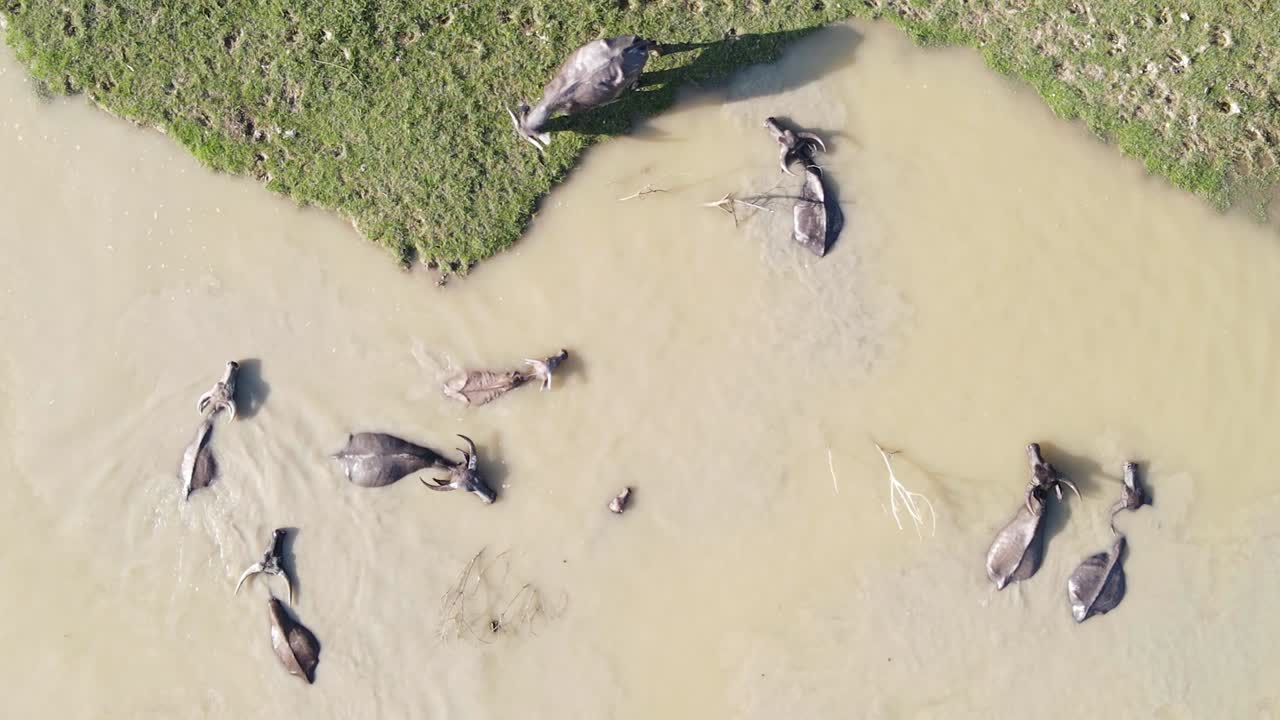 더위를 피해 시원한 흙탕물 속을 헤엄치는 버팔로 떼