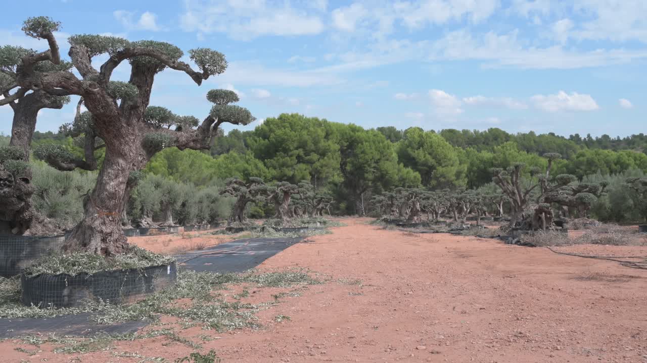 Ancient, gnarled olive trees growing in a nursery specializing in ornamental specimen plants